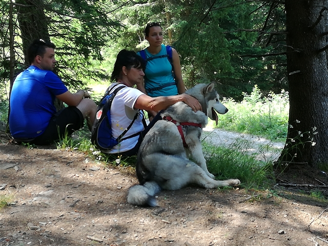 Il gruppo dei camminatori riposa sotto gli alberi.